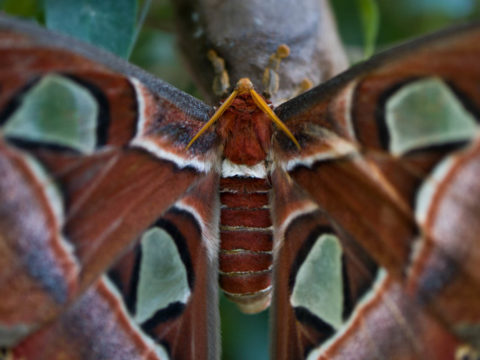 Macro_PLE_5