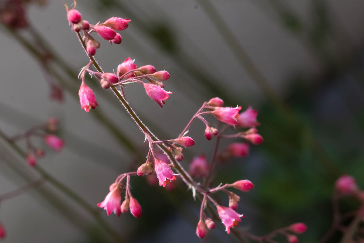 Macro_ANI_1 