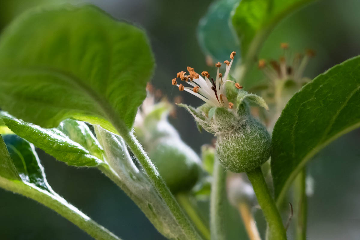 Macro_ANI_2 