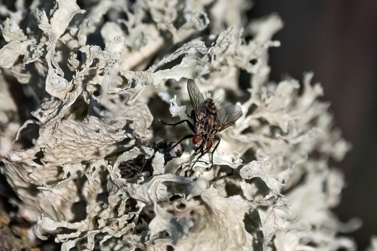 Macro_ANI_4 
