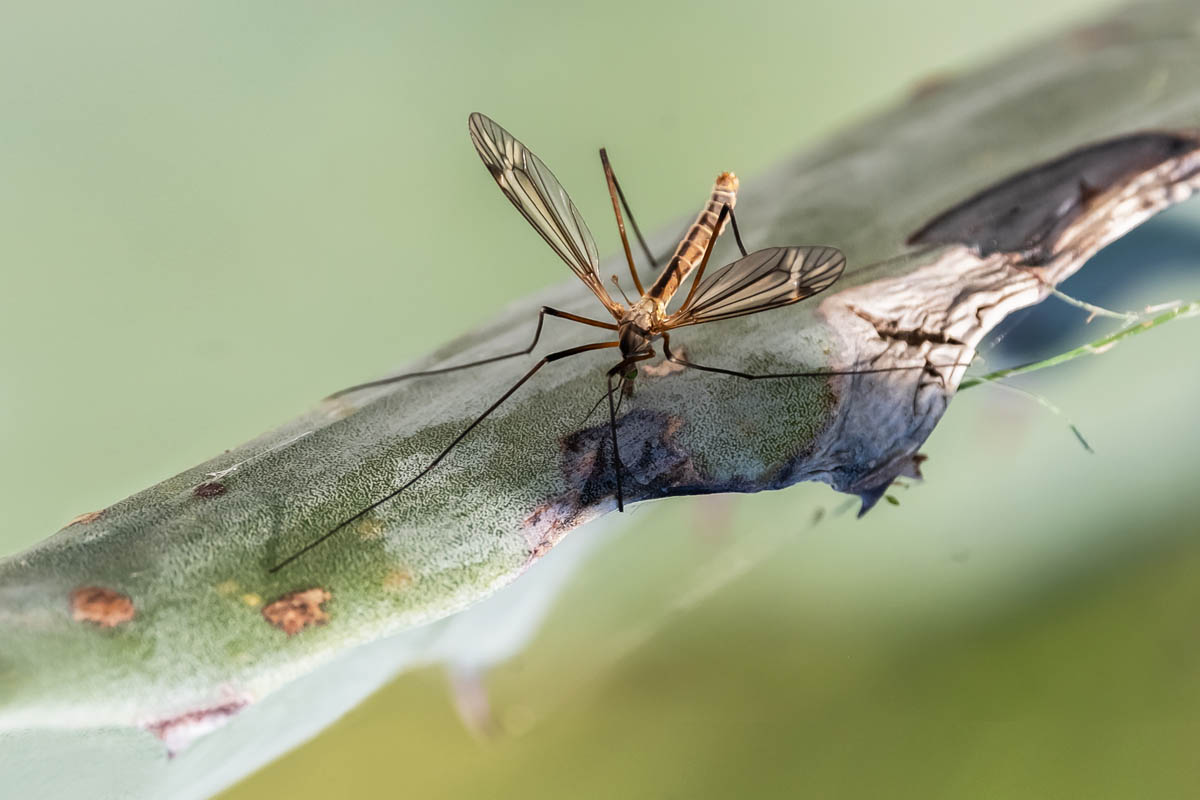 Macro_ANI_5 