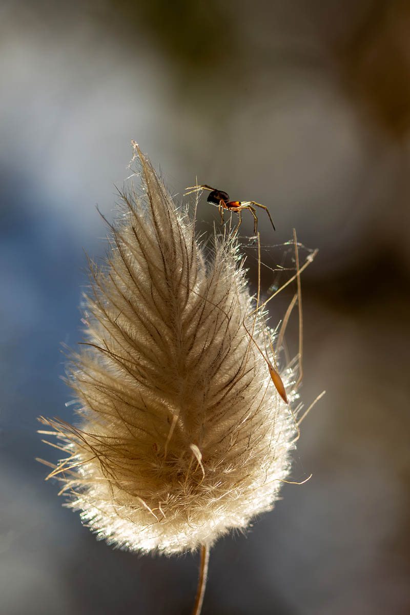 Macro_IDR_1 