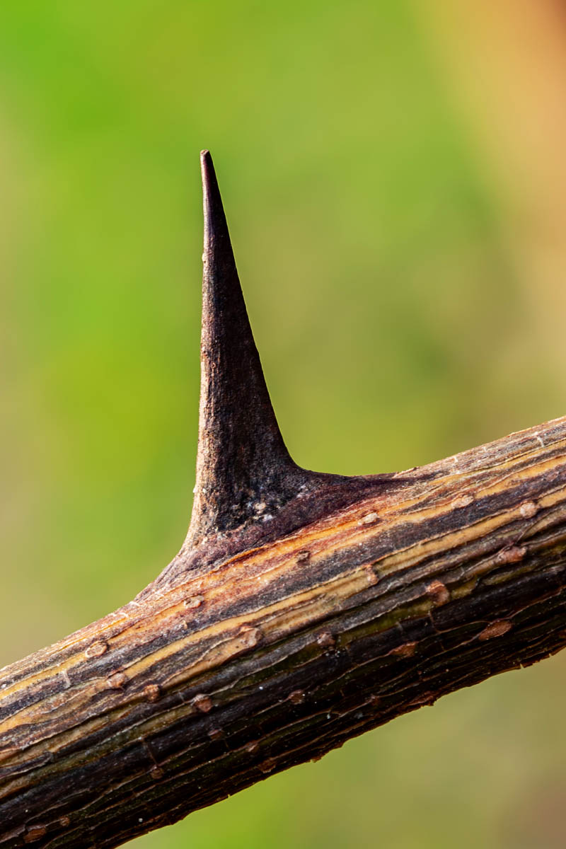 Macro_IDR_2 