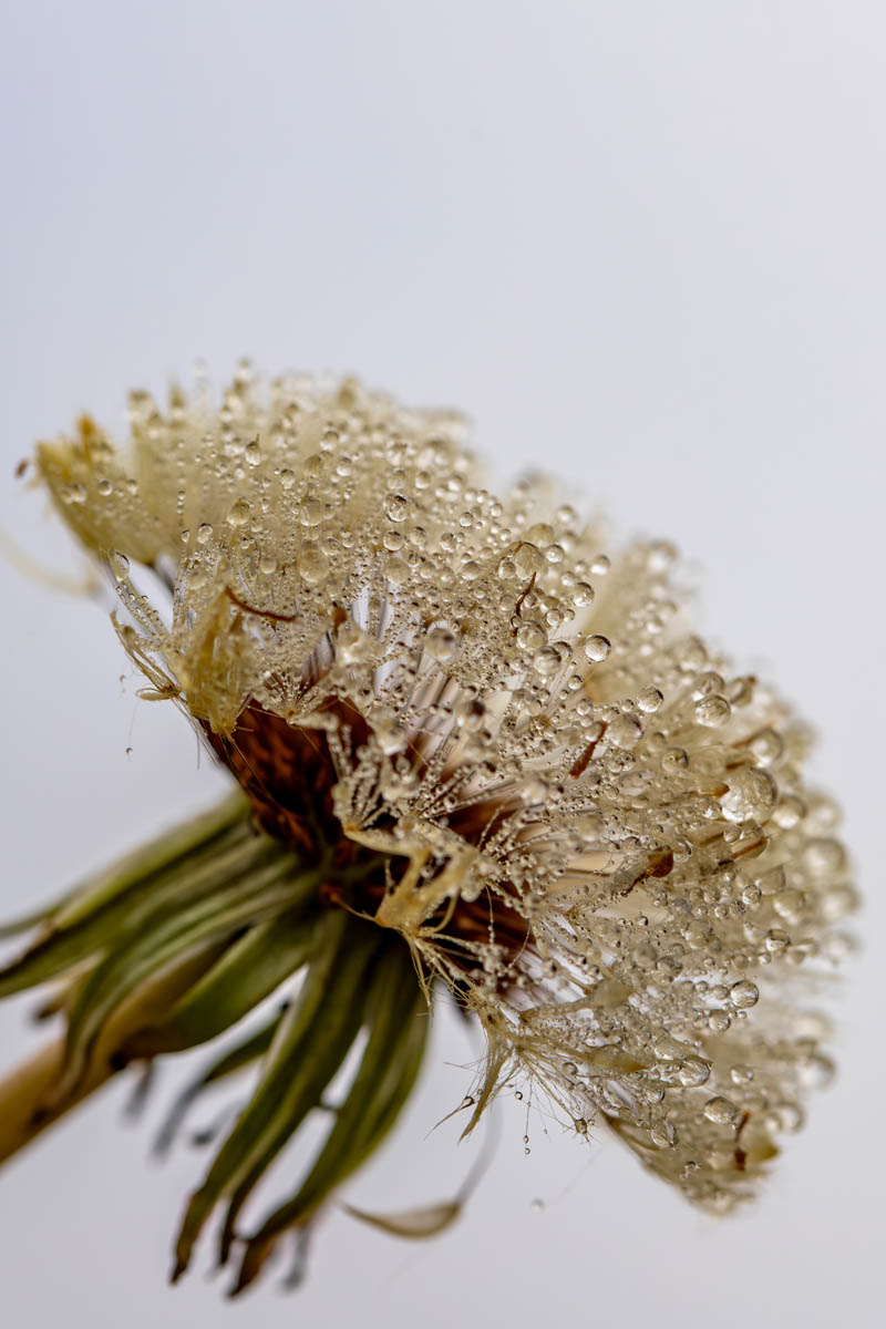 Macro_IDR_4 