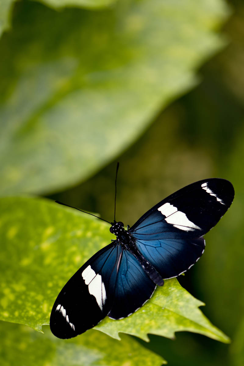 Macro_PLE_4 