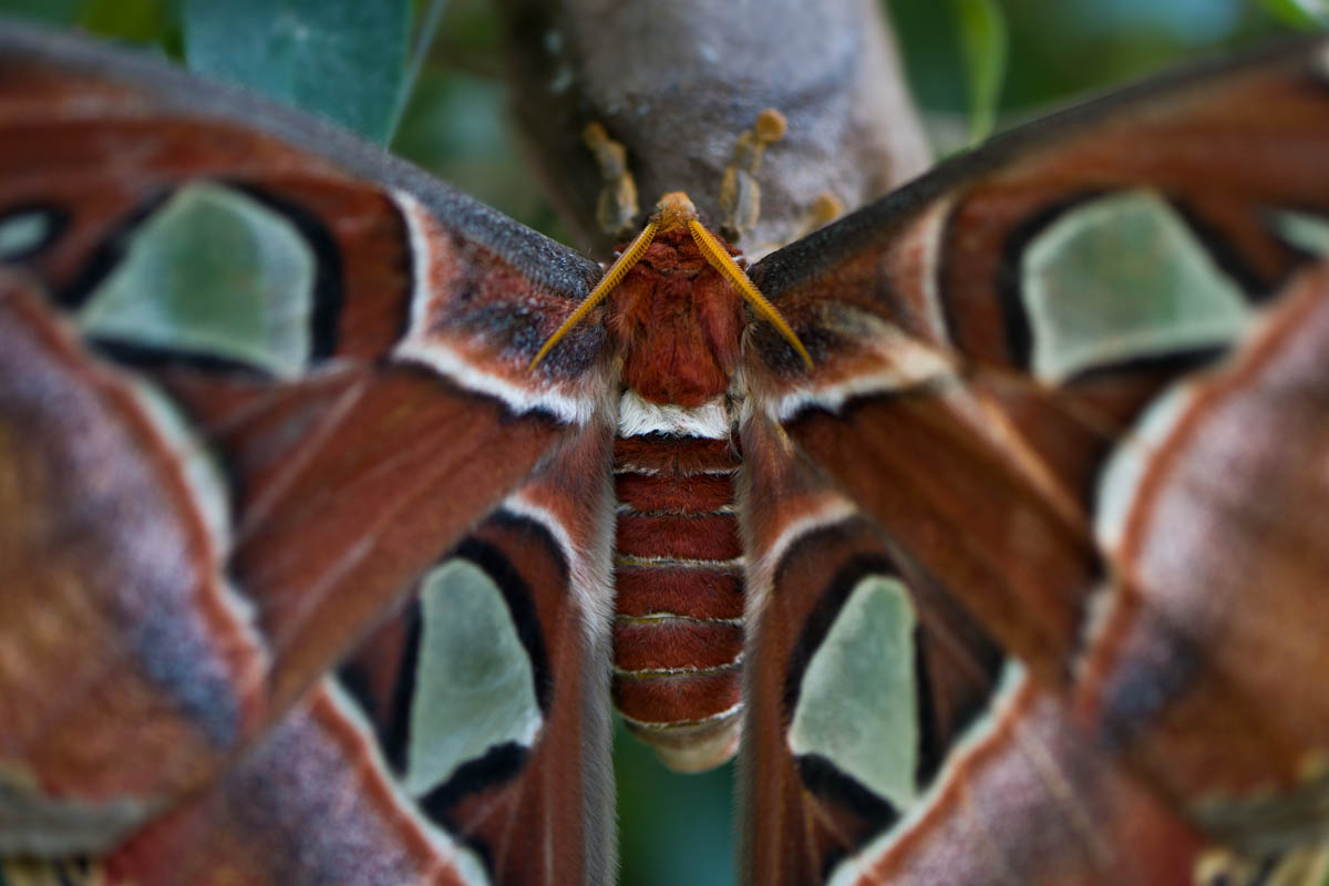 Macro_PLE_5 