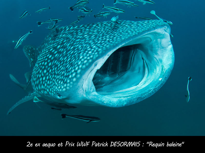 WWF2015-requin-baleine 